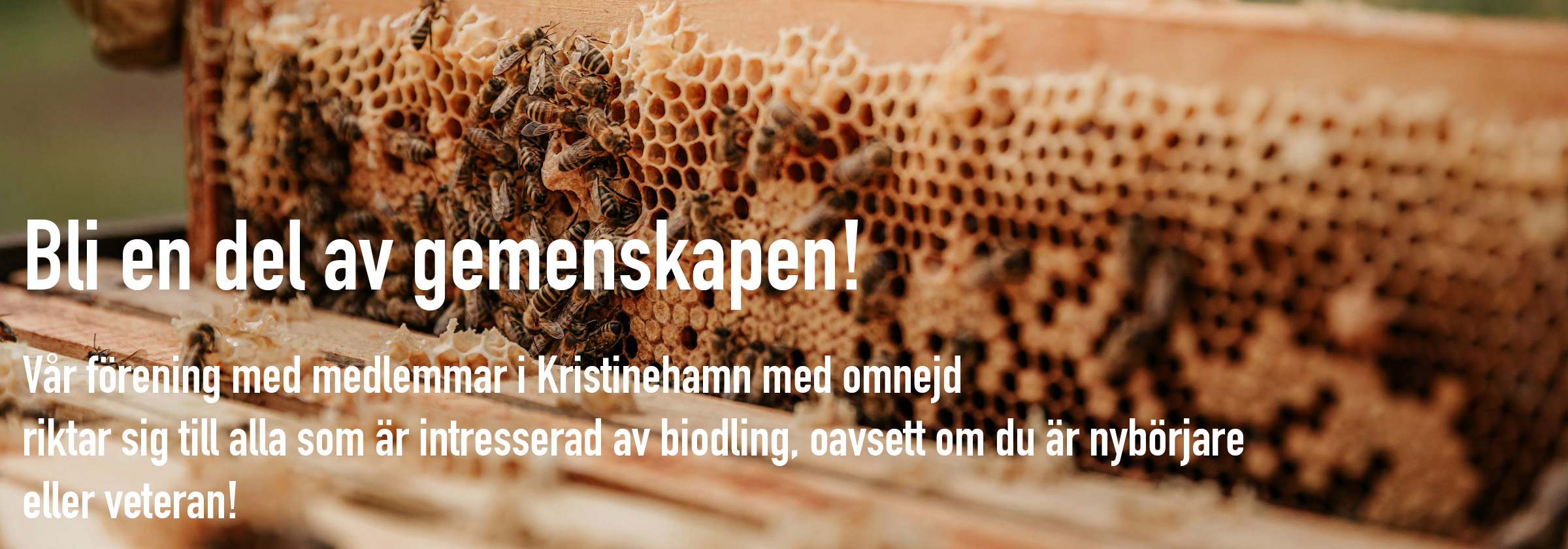 Blomsteräng med texten 'Exempel 1500px x 500px'