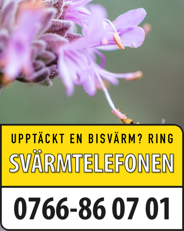 Blomma med texten 'Upptäckt en svärm? Ring svärmtelefonen. 0766-86 07 01'